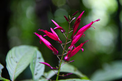 Stenostephanus