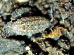 Proporcellio mirabilis