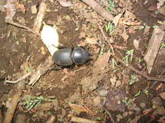 Apterodorcus bacchus