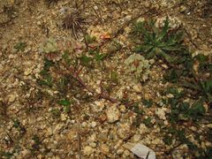 Trifolium occidentale