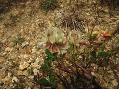 Trifolium occidentale