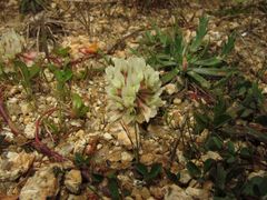 Trifolium occidentale