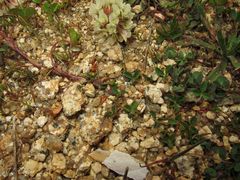 Trifolium occidentale