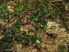 Trifolium occidentale