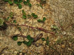 Trifolium occidentale