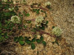 Trifolium occidentale