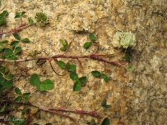 Trifolium occidentale