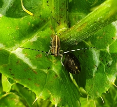 Agapanthia suturalis