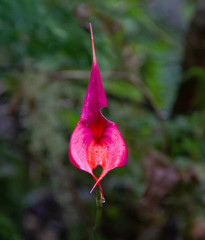 Masdevallia veitchiana