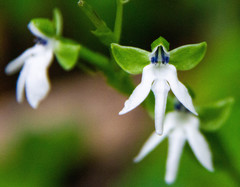 Habenaria corydophora