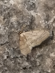 Idaea seriata