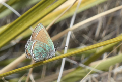 Callophrys mcfarlandi