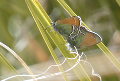 Callophrys mcfarlandi
