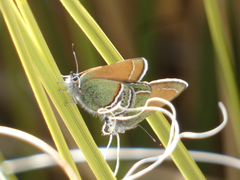 Callophrys mcfarlandi