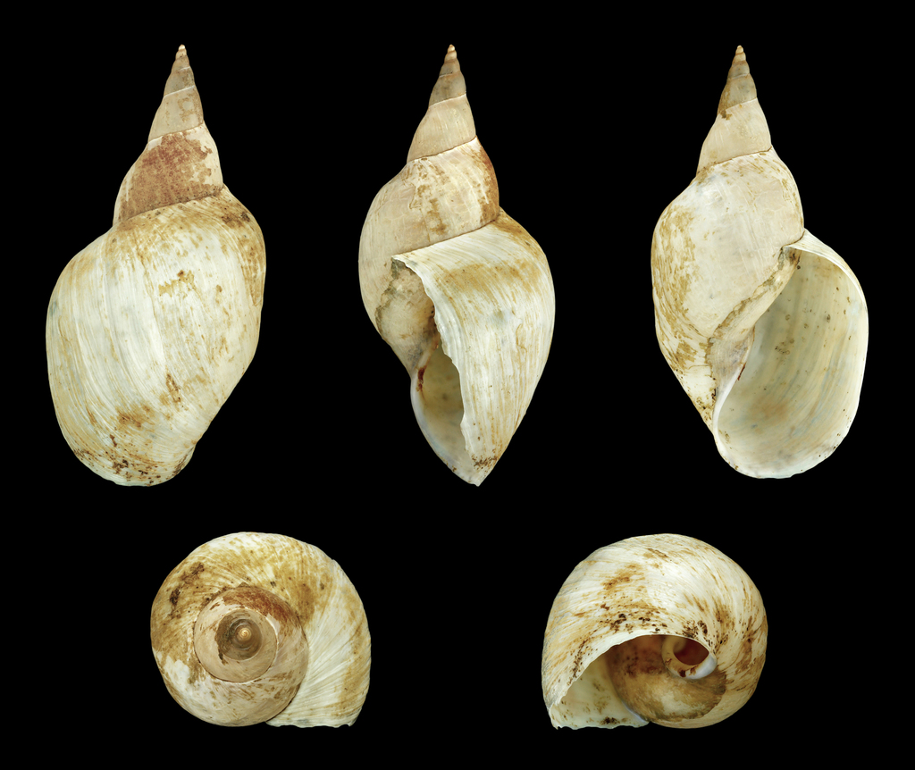 Lymnaea fragilis