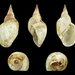 Lymnaea stagnalis - Photo (c) H. Zell,  זכויות יוצרים חלקיות (CC BY-SA)