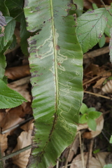 Phytomyza scolopendri