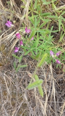 Lupinus truncatus