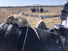 Reithrodontomys montanus