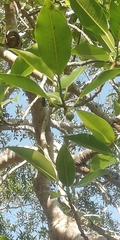 Ficus petiolaris palmeri