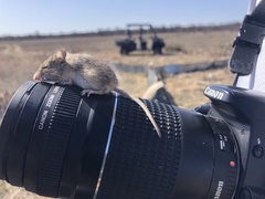 Reithrodontomys montanus