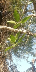 Ficus petiolaris palmeri