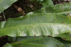 Phytomyza scolopendri