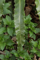 Phytomyza scolopendri