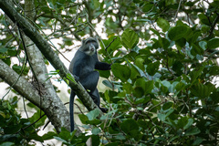 Cercopithecus mitis