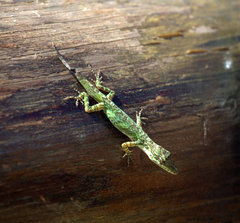 Anolis solitarius