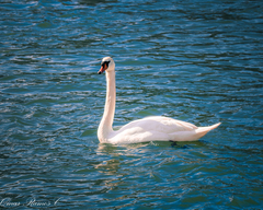 Cygnus olor