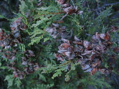 Austrocedrus chilensis