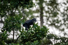 Cercopithecus mitis