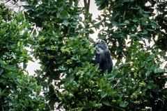 Cercopithecus mitis