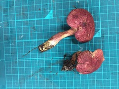 Suillus paluster