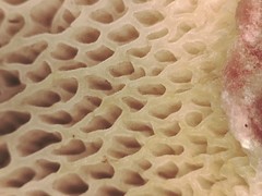 Suillus paluster