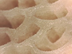 Suillus paluster