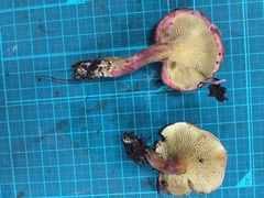 Suillus paluster