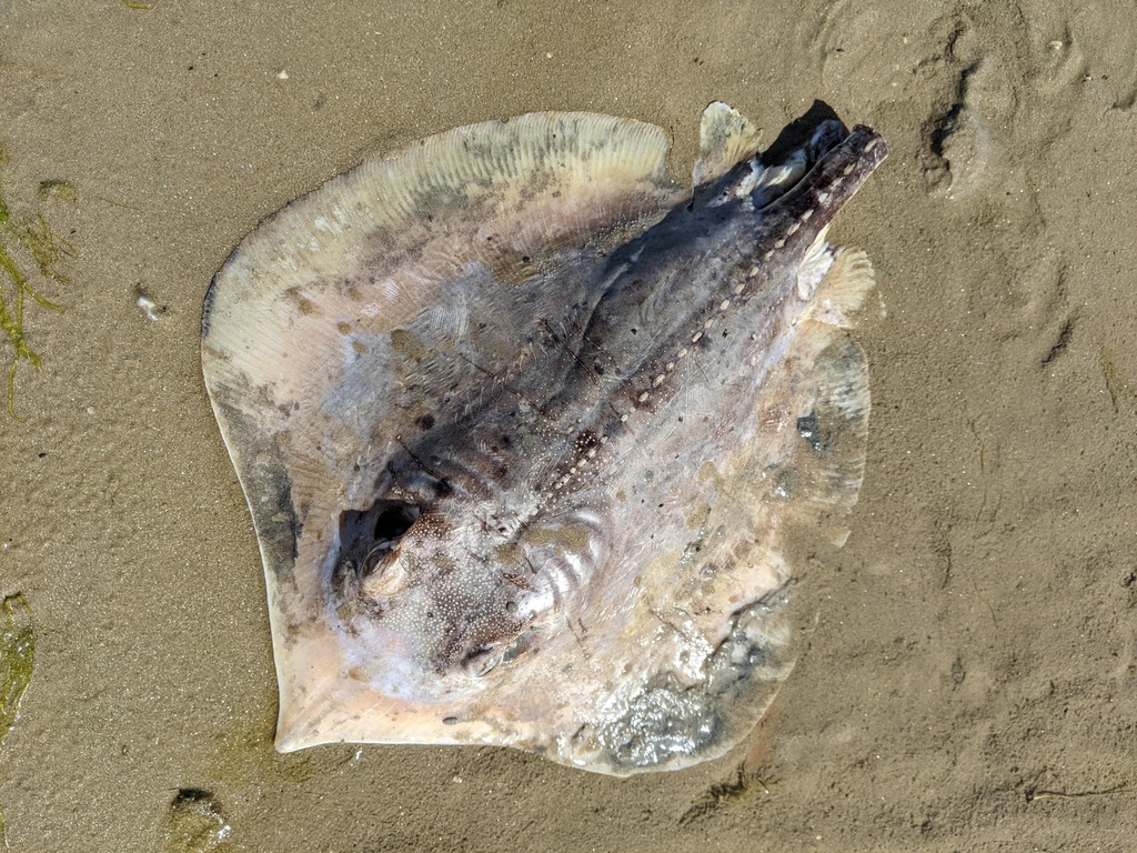 Atlantic Stingray