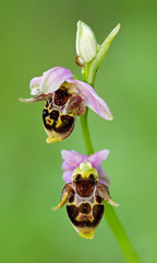 Ophrys oestrifera
