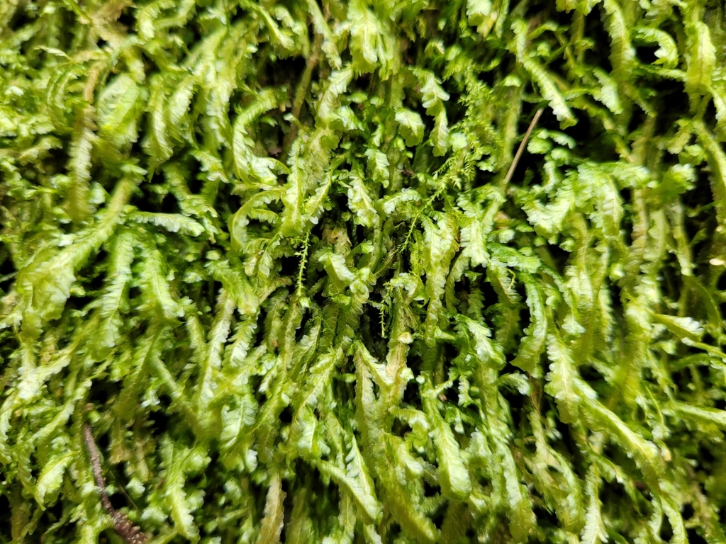 Homalia lusitanica