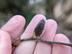 Salix gracilistyla