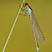 Red-eyed Damselfly - Photo (c) Paul Cools, some rights reserved (CC BY-NC), uploaded by Paul Cools