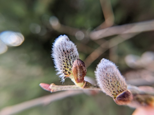 Salix gracilistyla iNat (1)
