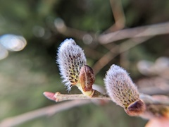 Salix gracilistyla