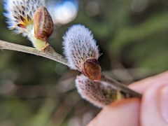 Salix gracilistyla