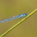 Goblet-marked Damselfly - Photo (c) Paul Cools, some rights reserved (CC BY-NC)