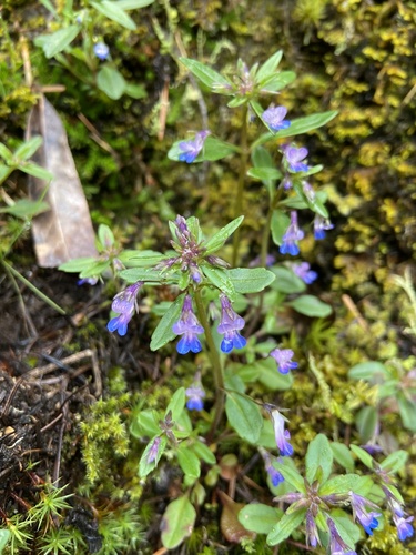 Collinsia parviflora
