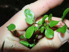 Coprosma rigida