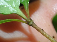 Coprosma rigida